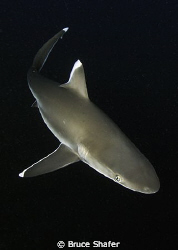 Shark shot.  Happy New Year, Everyone. by Bruce Shafer 